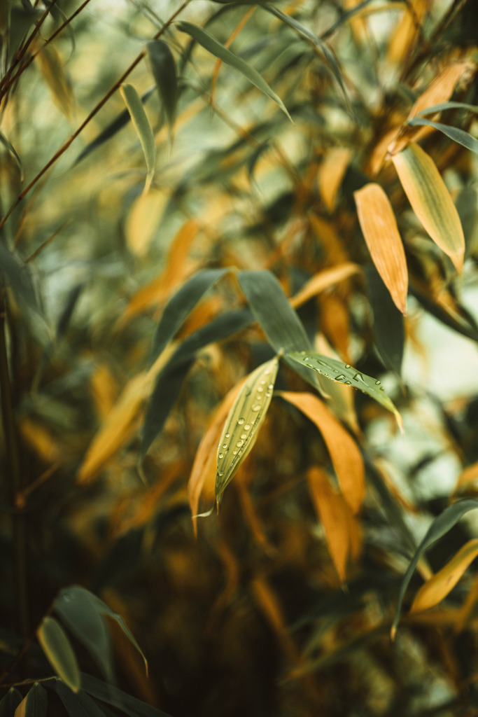 Makro_Nov_2023_38 | Du suchst natürliche und atmosphärische Prints oder Leinwanddrucke? In diesem Shop gibt es alles, nur kein Mainstream. - Realisiert mit Pictrs.com