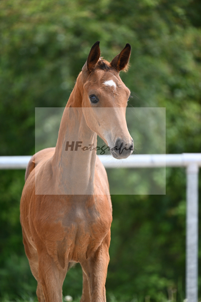 Sir Gribaldi x Florencio I_SF_Gestuet Greim_20240796 | hf-fotografie - Realisiert mit Pictrs.com