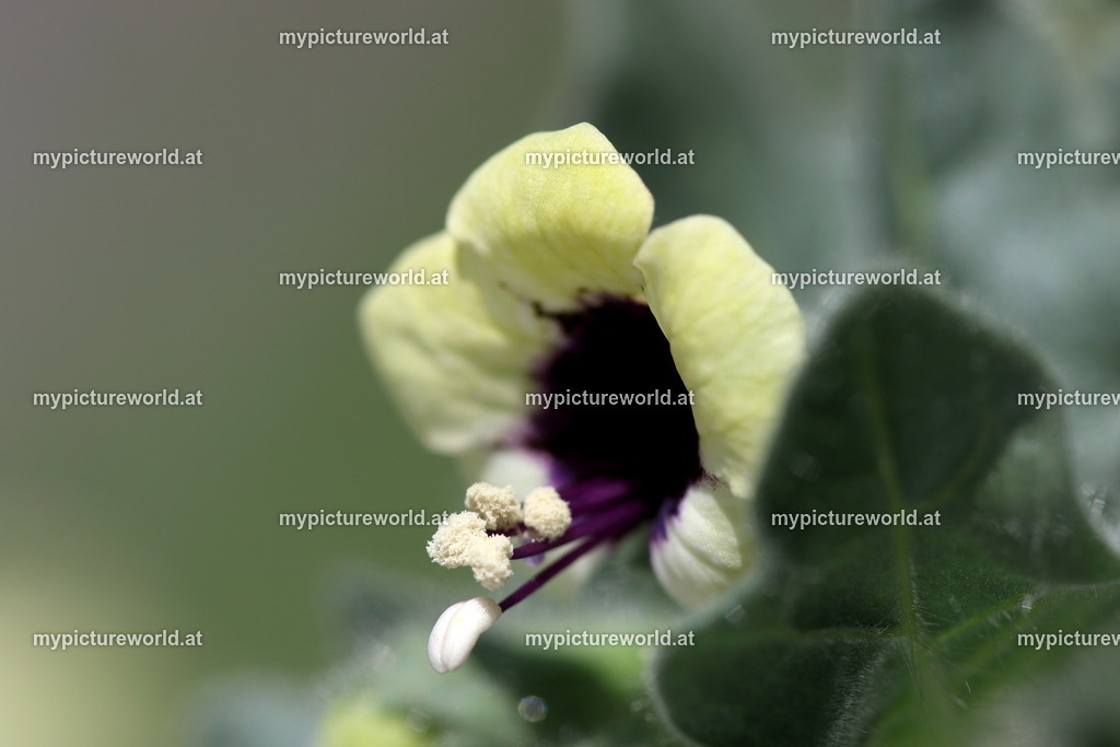 Weißes Bilsenkraut-007 | Das Bilderarchiv über Tiere, Planzen und Landschaften. In der Bilddatenbank finden Sie ein große Auswahl an hochwertigen Bilder für Ihre Werbung - Realisiert mit Pictrs.com