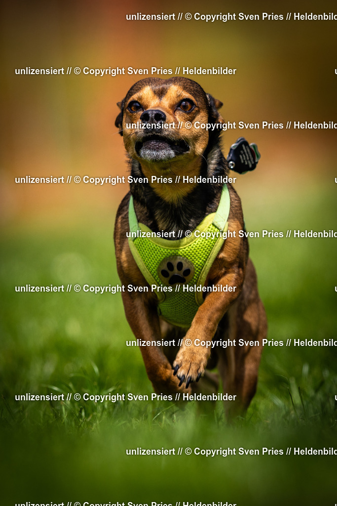 Sven Pries | 2025-04-13 - Hunderennen Baden-Baden - Realisiert mit Pictrs.com