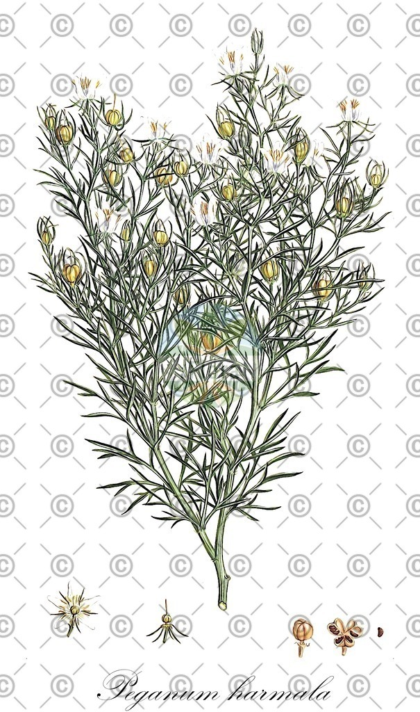 HistAbb_wfo-0000466080_1_ENZY_Simple | Historische Abbildung von Peganum harmala - Nitrariaceae | Historical Illustration of Peganum harmala - Nitrariaceae