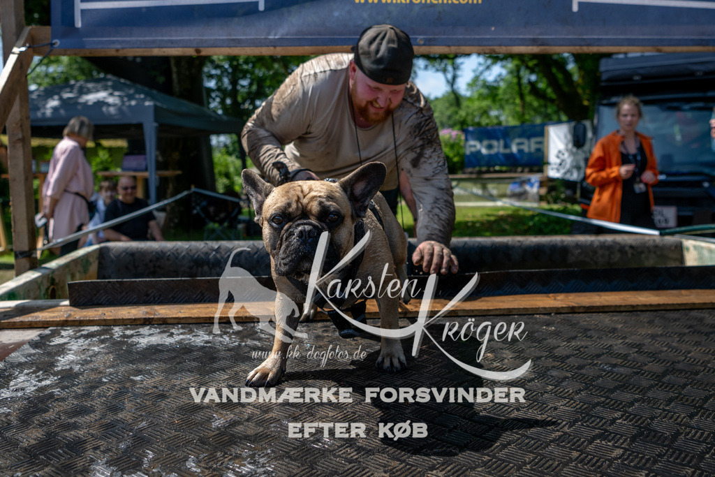 1213_ZZ90577 | kk-dogfotos