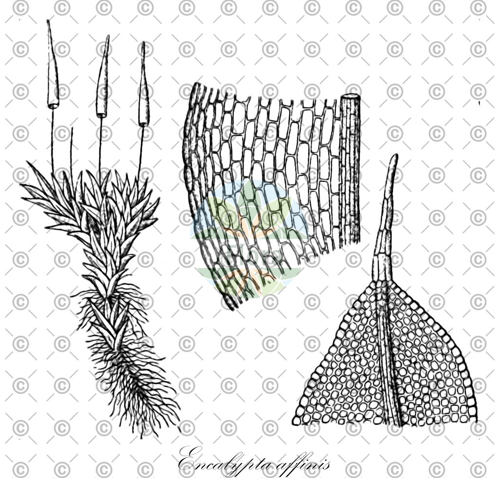 HistAbb_wfo-0000131052_1_ENZY_Simple | Historische Abbildung von Encalypta affinis - Encalyptaceae | Historical Illustration of Encalypta affinis - Encalyptaceae