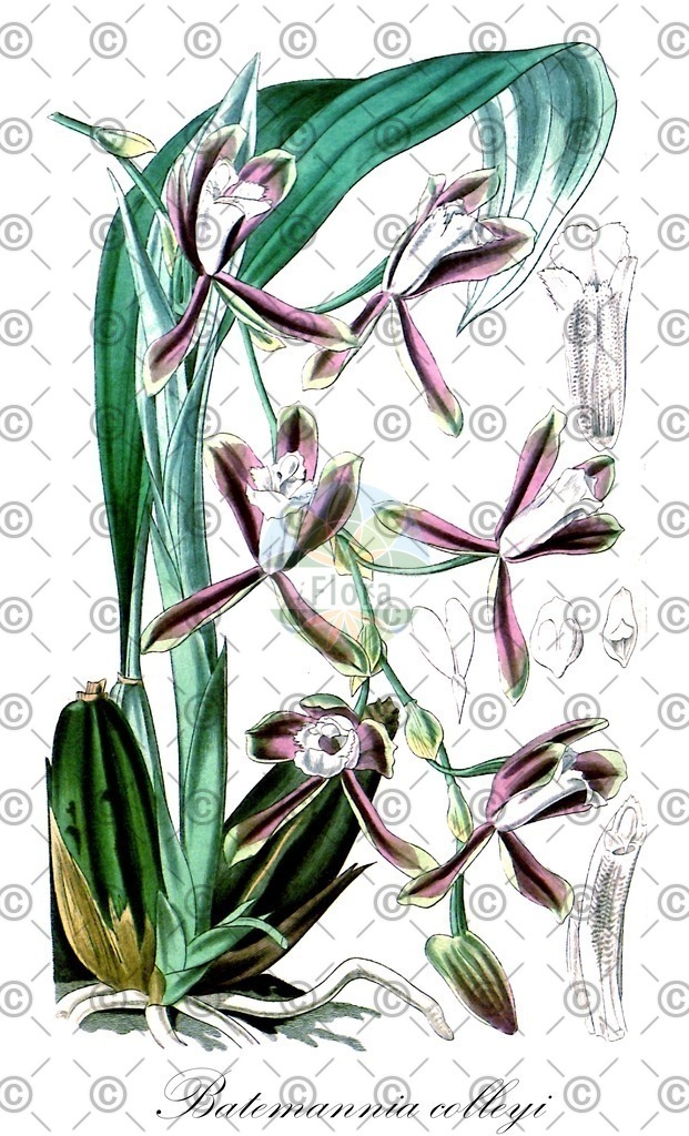 HistAbb_wfo-0000561320_1_ENZY_Simple | Historische Abbildung von Batemannia colleyi - Orchidaceae | Historical Illustration of Batemannia colleyi - Orchidaceae