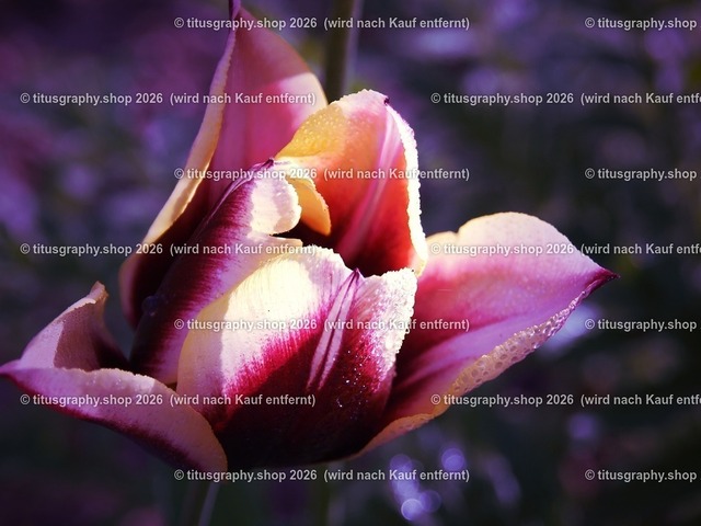titusgraphy-P5057666_var-017 | Fotokunstarbeit aus der INSTAGRAM-Gallerie auf titusgraphy.eu - Realisiert mit Pictrs.com