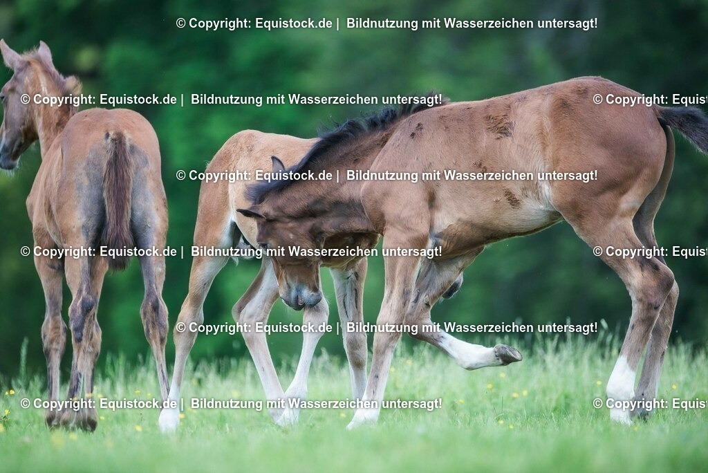 20210617_Fohlen_0349 | Foto: Thomas Hartig