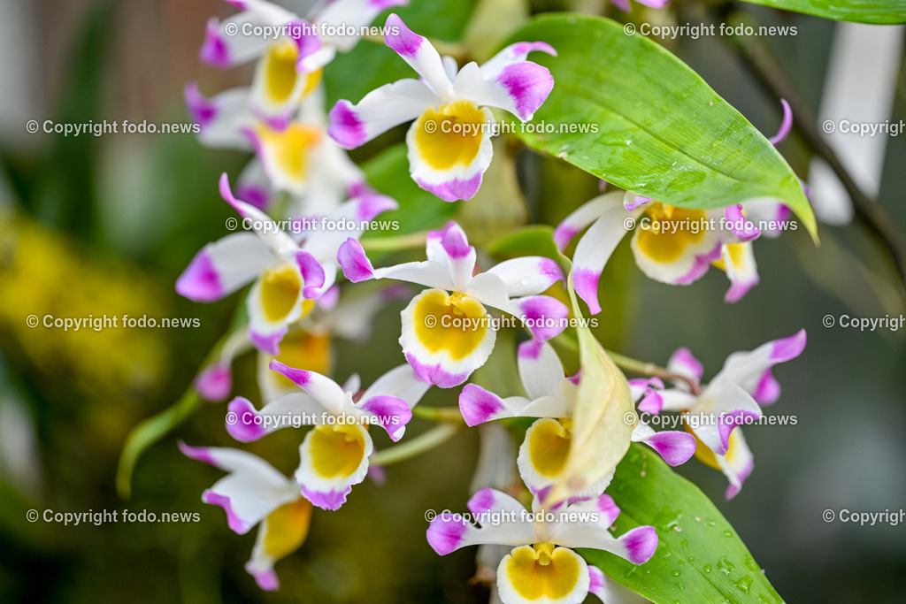 Botanischer Garten Linz_ Orchideen_ 14.04.2024-7 | 14.02.2024, Botanischer Garten Linz, AUT, Orchideen, im Bild Orchidee, Blume, Bluete, Pflanze, Tropenhaus, tropisch, Farbe, exotisch, bunt, Flora, Natur