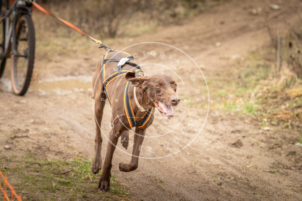 DV3A1194 | Hundefotografie, Tierfotograf, Pfotenfotografie, Fotoshooting Hund, Hunde Portrait, Hundesport, Hundeportraits, Heideshooting, Hunde, Sportfotograf, Hundefotograf, Turnierhundsport, THS,  - Realisiert mit Pictrs.com