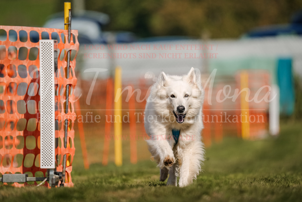 20250928_Hunderennen-702 | MuT (Mensch und Tier) mit Mona - Fotografie und Tierkommunikation - Realisiert mit Pictrs.com
