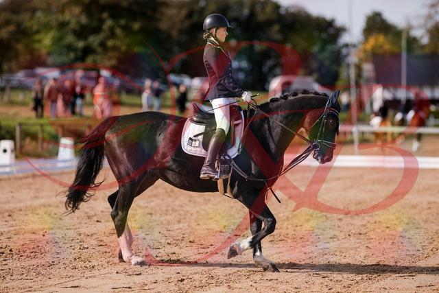 2026_10_03_Siefer-Hof_121429_Z81_16673808 | Professionelle Reitsport-, Turnier- und Eventfotografie von Robert Broda. Galerien mit ausgewählten und bearbeiteten Bildern direkt online ansehen und bestellen.