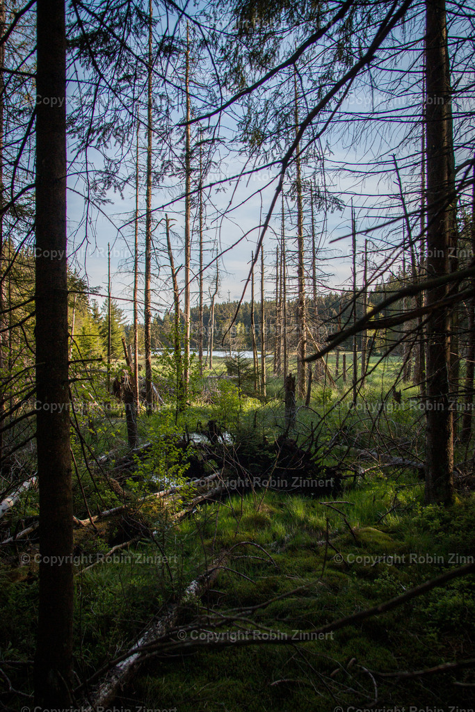 20200512-Fichtelsee-(C)RobinZinnert-IMG_0711 | Robin Zinnert - Realisiert mit Pictrs.com