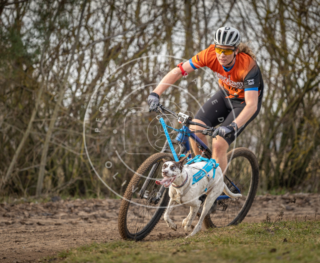 Pfotenfotografie_DV3A8189 | Hundefotografie, Tierfotograf, Pfotenfotografie, Fotoshooting Hund, Hunde Portrait, Hundesport, Hundeportraits, Heideshooting, Hunde, Sportfotograf, Hundefotograf, Turnierhundsport, THS,  - Realisiert mit Pictrs.com