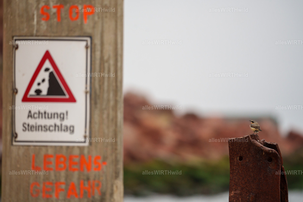 allesWIRTHwild.de - 7IV00402 | Entdecke die faszinierende Welt der Natur- und Wildlife-Fotografie von Daniel und Bärbel. Inspirierende Bilder von wilden Tieren und kleinen Naturwundern.