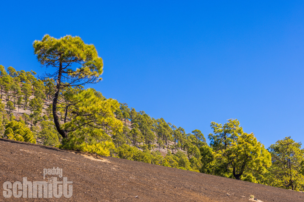 PS-Teneriffa-2026-37 | Entdecke die größte Bildgalerie der Region mit Fotografien aus dem Allgäu, der Bodenseeregion, Oberschwaben, dem Donautal und der Schwäbischen Alb. Landschaften, Luftaufnahmen und Reisefotografie als Wandbild und Fotokunst. - Realisiert mit Pictrs.com