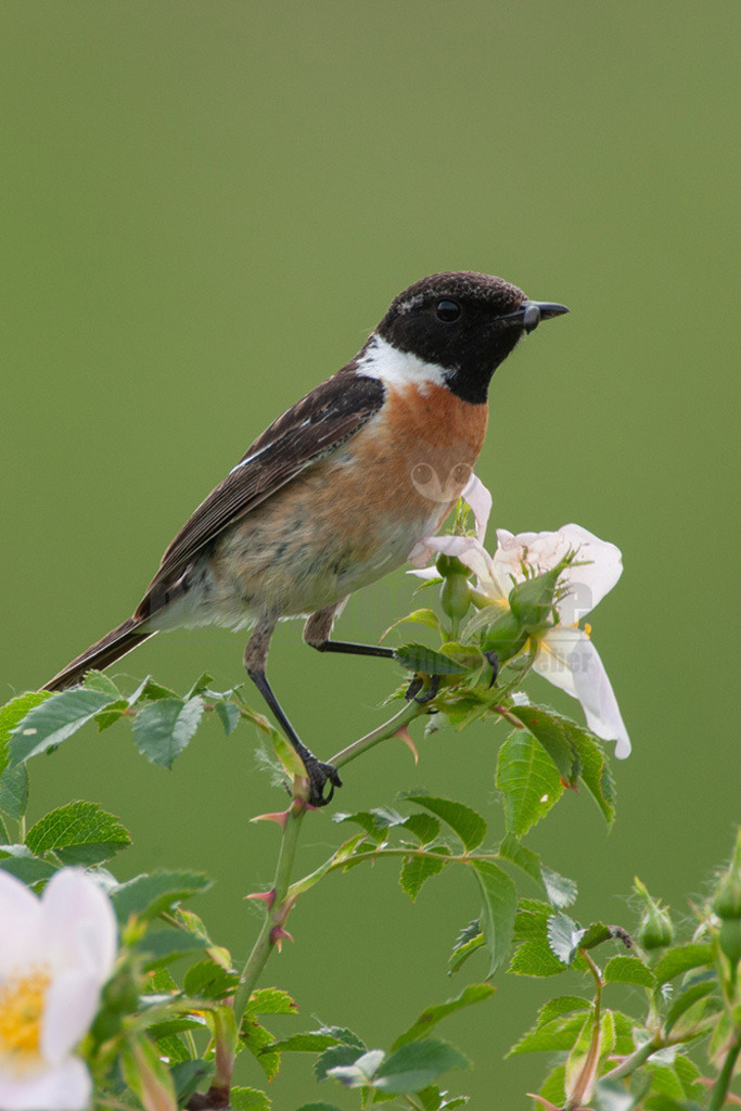 20080518092604-3 | Das Schwarzkehlchen ist ein kleiner Singvogel aus der Gattung der Wiesenschmätzer und der Familie der Fliegenschnäpper.  - Realisiert mit Pictrs.com