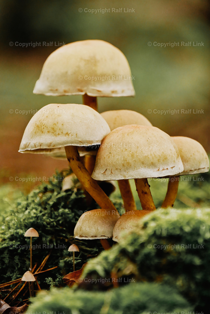 Pilze_01 | Stockfotos, Fotos mit Miniaturfiguren und kreativen Ideen. Dabei auch vieles aus der Metropolregion Rhein-Neckar. 