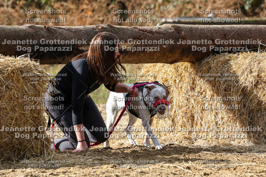 Dog Paparazzi - Strongdog 10-25-5120 | Dog Paparazzi Jeanette Grottendiek Fotografie & Videografie - Realisiert mit Pictrs.com