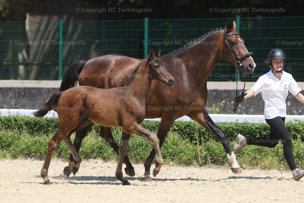 FohlenFotot.Warendorf20.06.26MCTierf.9C8A9231B | Pferdefotos online bestellen - Realisiert mit Pictrs.com