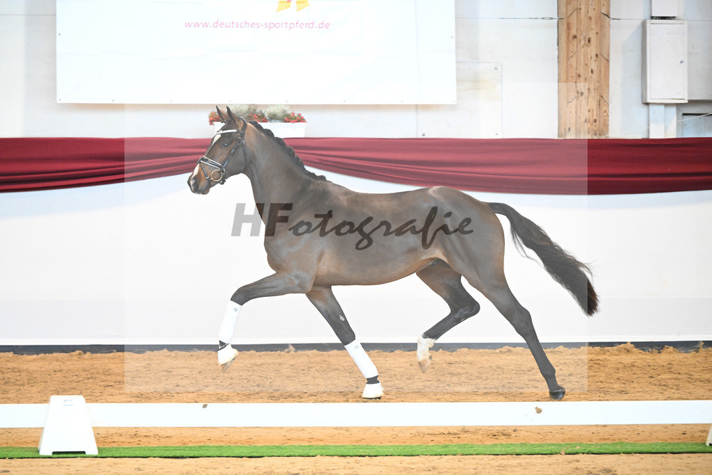 Kat-Nr. 61 v. Goldberg_Reglauer_66222016 | hf-fotografie - Realisiert mit Pictrs.com