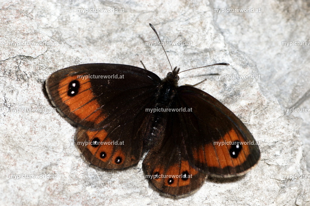 Erebia stirius-002 | Das Bilderarchiv über Tiere, Planzen und Landschaften. In der Bilddatenbank finden Sie ein große Auswahl an hochwertigen Bilder für Ihre Werbung - Realisiert mit Pictrs.com