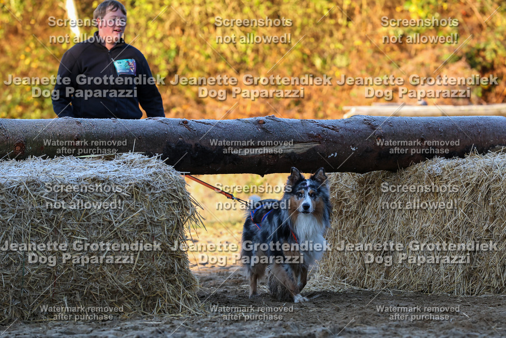 Dog Paparazzi - Strongdog 10-25-455 | Dog Paparazzi Jeanette Grottendiek Fotografie & Videografie - Realisiert mit Pictrs.com