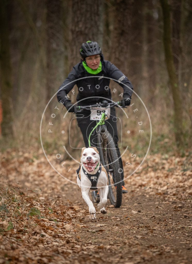Pfotenfotografie_DV3A7085 | Hundefotografie, Tierfotograf, Pfotenfotografie, Fotoshooting Hund, Hunde Portrait, Hundesport, Hundeportraits, Heideshooting, Hunde, Sportfotograf, Hundefotograf, Turnierhundsport, THS,  - Realisiert mit Pictrs.com