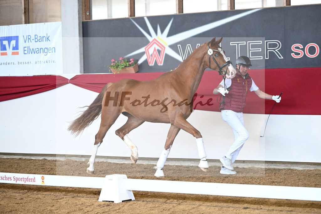 Kat-Nr. 4 Pippilotta H v. Von und Zu_Haefele_7250093 | hf-fotografie - Realisiert mit Pictrs.com