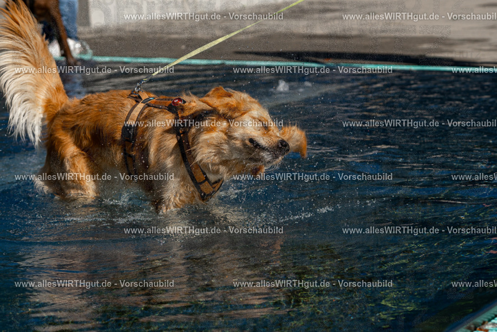 Hundeschwimmen_Volksbad_2026-allesWIRTHgut_Tierfotografie-2609061056-FAY06030 | Professionelle Tierfotografie in Mönchengladbach von Daniel Wirth (allesWIRTHgut). Liebevolle & natürliche Bilder von Hunden & Katzen für unvergessliche Erinnerungen.
