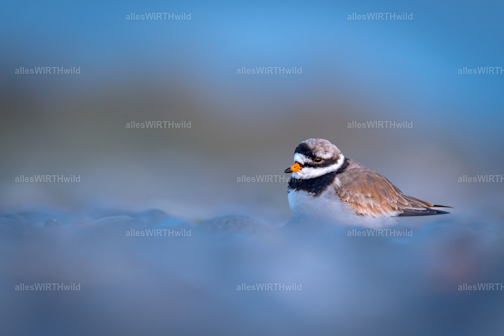 allesWIRTHgut Tierfotografie - www.allesWIRTHwild.de - 7IV04736 | Entdecke die faszinierende Welt der Natur- und Wildlife-Fotografie von Daniel und Bärbel. Inspirierende Bilder von wilden Tieren und kleinen Naturwundern.