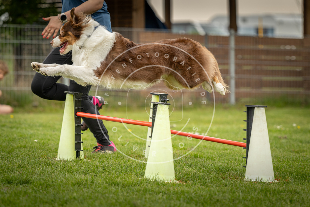 Pfotenfotografie_DV3A1562 | Hundefotografie, Tierfotograf, Pfotenfotografie, Fotoshooting Hund, Hunde Portrait, Hundesport, Hundeportraits, Heideshooting, Hunde, Sportfotograf, Hundefotograf, Turnierhundsport, THS,  - Realisiert mit Pictrs.com