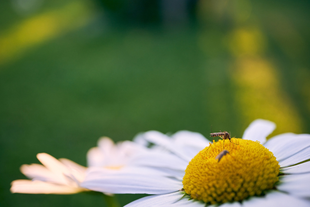 Margeriten in einer Wiese mit Stechmücke | Austria - June 09, 2023: Margeriten in einer Wiese mit einer Stechmücke. - Realisiert mit Pictrs.com
