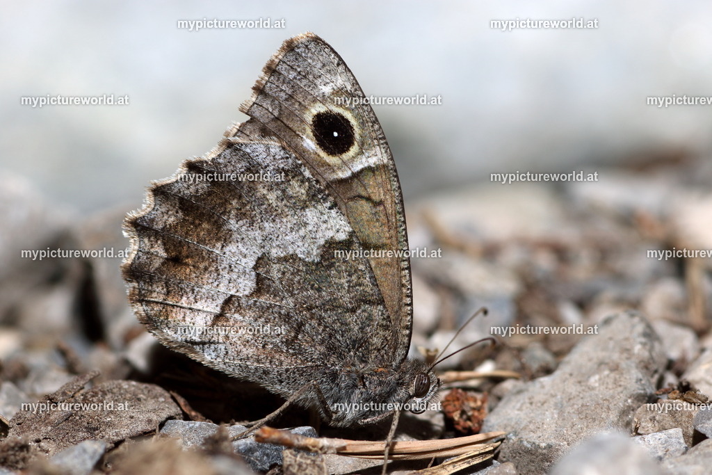 Hipparchia statilinus-008 | Das Bilderarchiv über Tiere, Planzen und Landschaften. In der Bilddatenbank finden Sie ein große Auswahl an hochwertigen Bilder für Ihre Werbung - Realisiert mit Pictrs.com