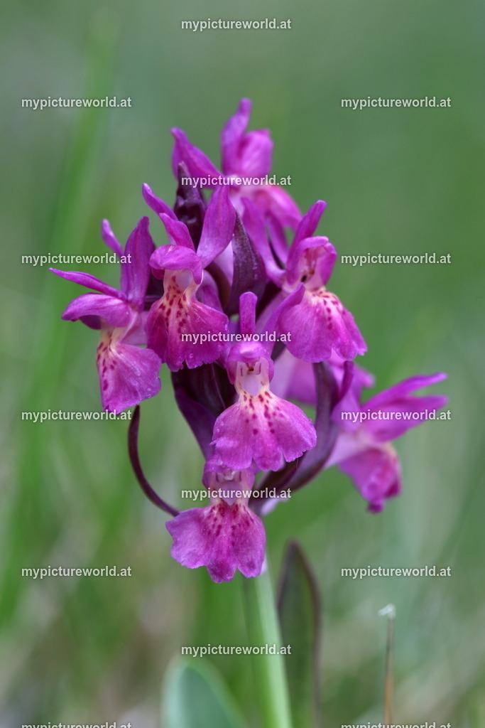 Holunder-Knabenkraut-019 | Das Bilderarchiv über Tiere, Planzen und Landschaften. In der Bilddatenbank finden Sie ein große Auswahl an hochwertigen Bilder für Ihre Werbung - Realisiert mit Pictrs.com