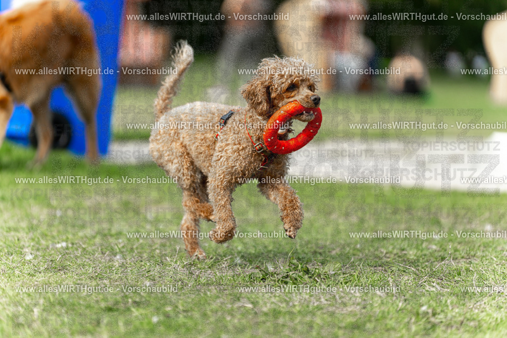 Hundeschwimmen_Volksbad_2026-allesWIRTHgut_Tierfotografie-2609061509-7R501308 | Professionelle Tierfotografie in Mönchengladbach von Daniel Wirth (allesWIRTHgut). Liebevolle & natürliche Bilder von Hunden & Katzen für unvergessliche Erinnerungen.