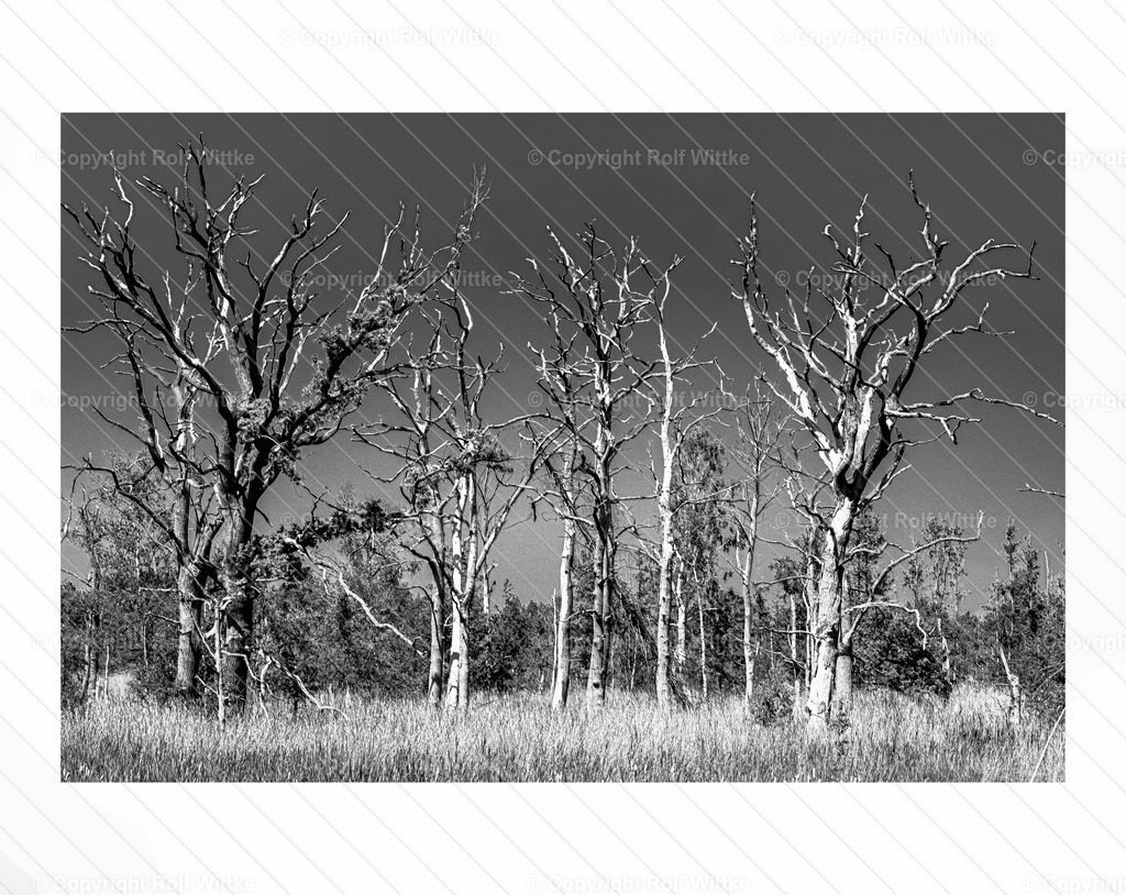 Totbaum2 | Rolf Wittke  - Realisiert mit Pictrs.com