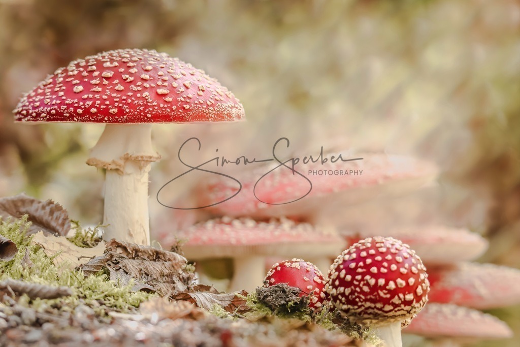 Fliegenpilze | Simone Sperber, svb-photography,Fotografin,Bilddesignerin,Naturfotografie,Macrofotografie,Tierfotografie,Wildtierfotografie,Ausstellungen,Auftragsfotografie,Kunst,Art,Photographer,Shootings,Bildberatbeitung,Galerie,Shop