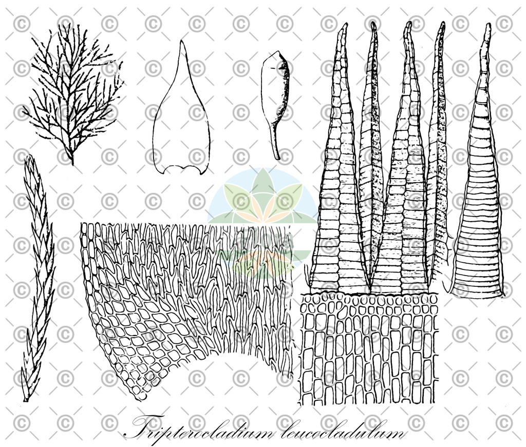 HistAbb_wfo-0000120334_1_ENZY_Simple | Historische Abbildung von Tripterocladium leucocladulum - Lembophyllaceae | Historical Illustration of Tripterocladium leucocladulum - Lembophyllaceae