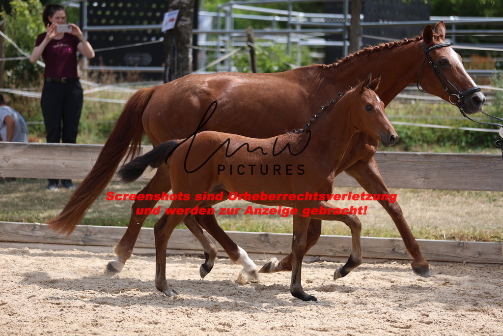 Fohlenschau_Schwäbisch_Hall_dressurbetonte_Fohlen_Goldring_KN 6_7 | lmwpictures - Realisiert mit Pictrs.com