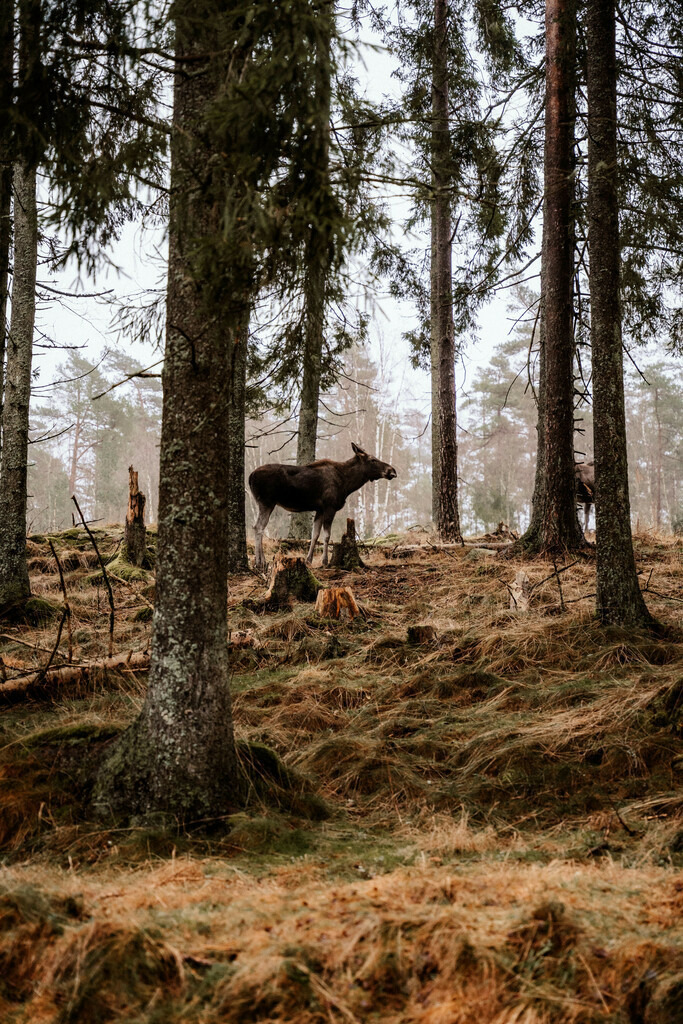 Schweden | Print Shop 
Fotografie
Posterdruck
Landschaftsfotografie
Reisefotografie
Naturfotografie
Anja Brandes Poster 
Anja Brandes Photography 
Prints for Walls 
Printable 
Posterdrucke
Poster aesthetic 
Poster Wall 
Poster Prints 
Poster schwarz weiß - Realisiert mit Pictrs.com