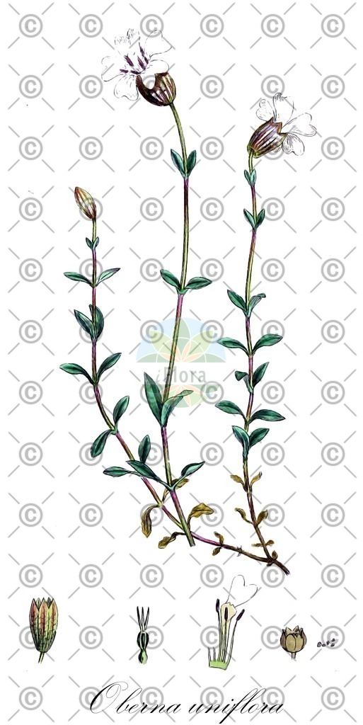 HistAbb_wfo-1000023778_1_ENZY_Simple | Historische Abbildung von Oberna uniflora - Caryophyllaceae | Historical Illustration of Oberna uniflora - Caryophyllaceae