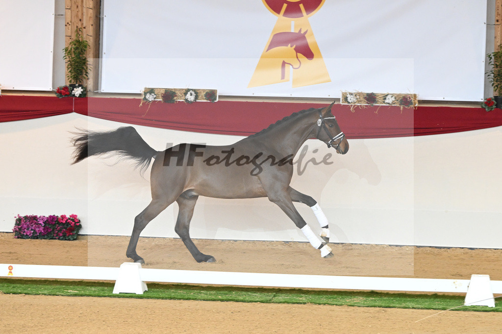 Kat-Nr. 41 Dantes Stern_Klakow_1230406 | hf-fotografie - Realisiert mit Pictrs.com