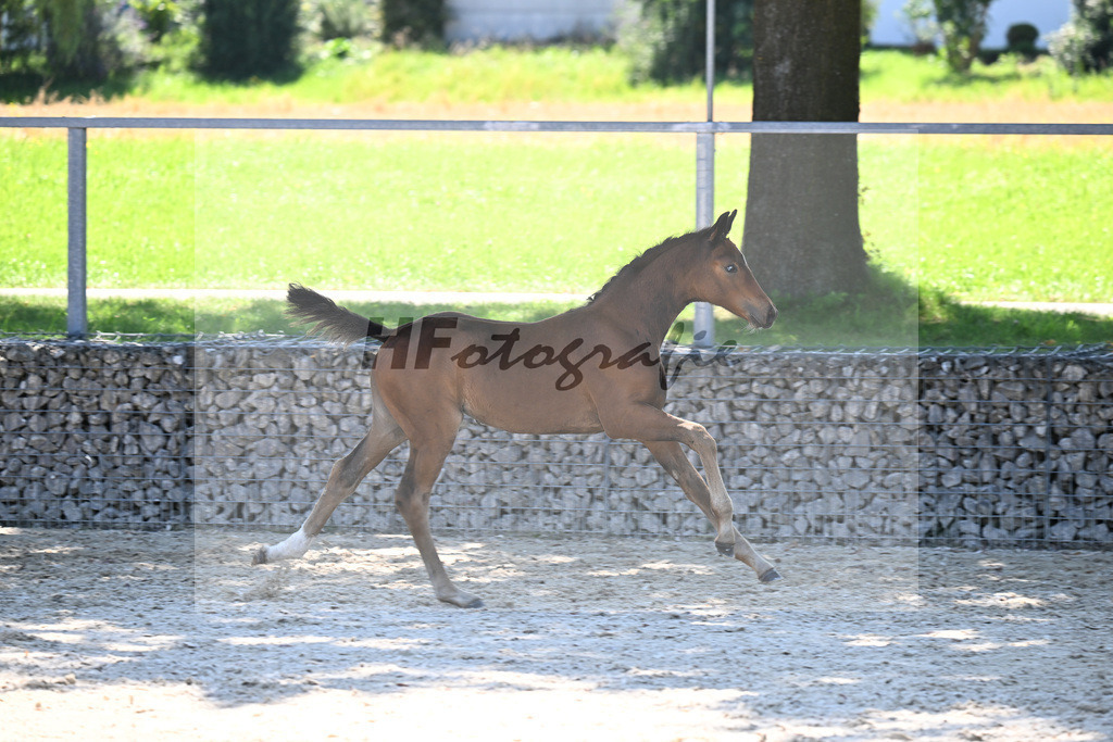 Kat-Nr. 9 Decurio x Argentinus_SF_Burghart_26250447 | hf-fotografie - Realisiert mit Pictrs.com