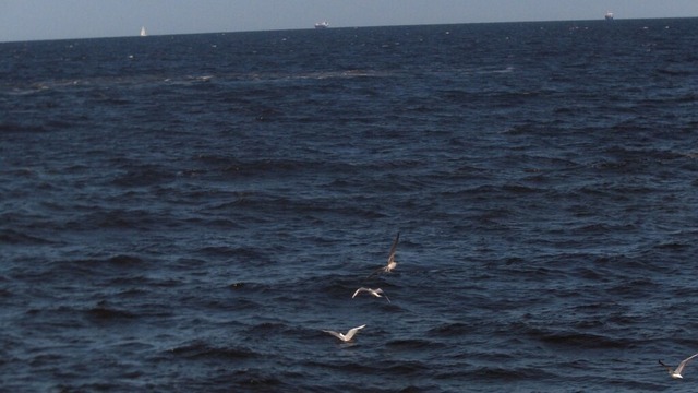 Möwenflug über der Ostsee | Verkauf von Fotos und  Videoclips zumThema Natur.Motive sind Pflanzen, Tiere, Landschaftenund Wetter