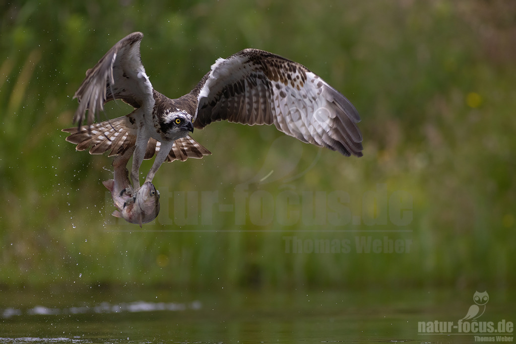 20220717074206-14 | Wie sein Name schon erahnen lässt, spezialisiert sich dieser mittelgroße Adler bei der Nahrungssuche ausschließlich auf Fisch. Deshalb trifft man ihn bei uns in der Nähe von flachen Süßwasserseen und küstennahen Brackgewässern an. - Realisiert mit Pictrs.com
