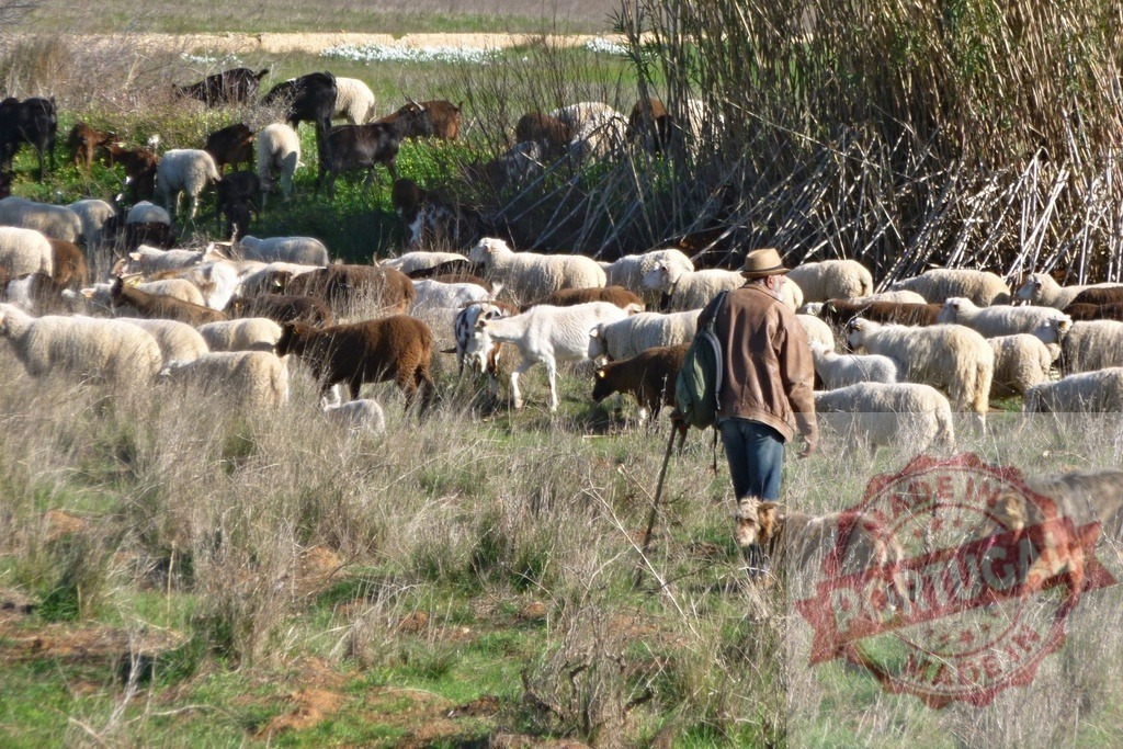 Shepherd walking with herd of sheep and goats in field | Shepherd guiding sheep and goats through a rural field with dry grass - Realized with Pictrs.com