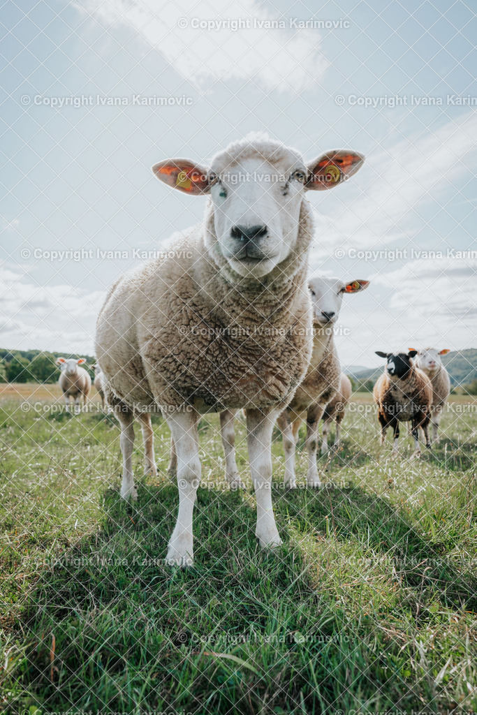 _DSC1009 | ikphotography - Realisiert mit Pictrs.com