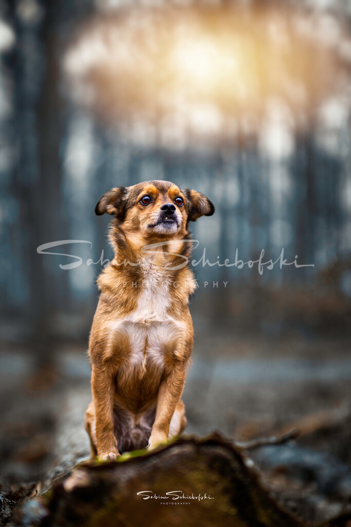 "Schnorrrbert" | People- und Tierfotografie, Imageaufnahmen, Veranstaltungsfotografie und Wandbilder aus der Natur ★ Made in Germany ✔️ Druck + Downloads ✔️ Naturfotografie in Top Qualität ★ schneller Versand, weltweite Lieferung! - Realisiert mit Pictrs.com