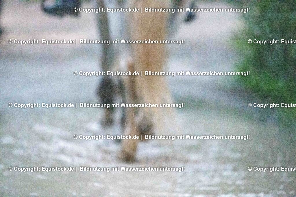 20250606_Lange-Pferdenacht_1187 | Foto: Thomas Hartig