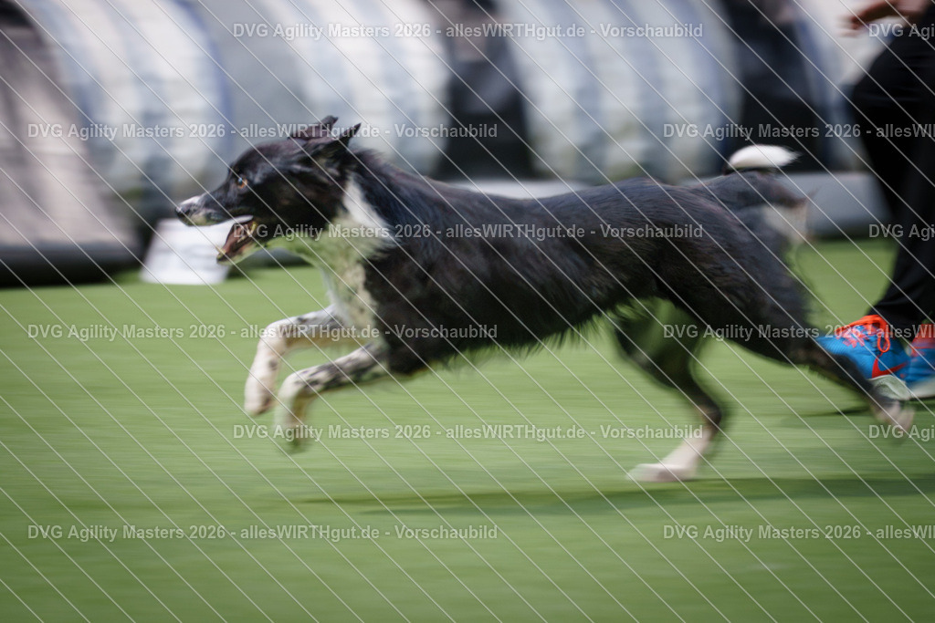 allesWIRTHgut_Tierfotografie-DVG_Agility_Masters_2026-16_57-7R509087 | Professionelle Tierfotografie in Mönchengladbach von Daniel Wirth (allesWIRTHgut). Liebevolle & natürliche Bilder von Hunden & Katzen für unvergessliche Erinnerungen.