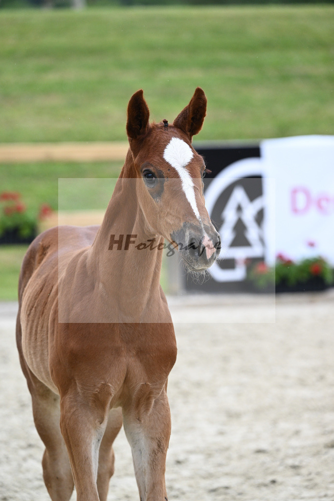 Kat-Nr. 33 SF Denzel von het Meulenhof_Feigl_17231237 | hf-fotografie - Realizzato con Pictrs.com